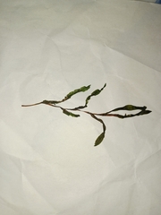 Potamogeton maackianus