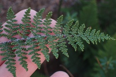 Myriopteris clevelandii