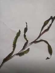 Potamogeton maackianus