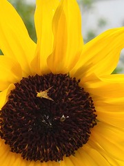 Neotephritis finalis