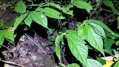 Elatostema platyphyllum