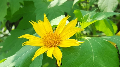 Mexican sunflower