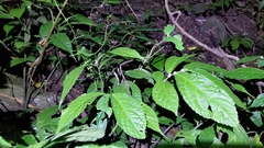 Elatostema platyphyllum