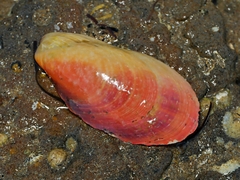 Modiolus