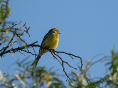 Serinus canaria canaria