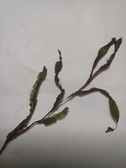 Potamogeton maackianus