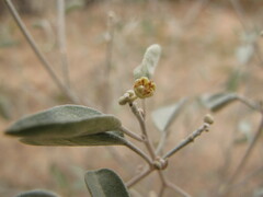 Croton californicus