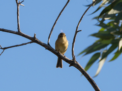 Phylloscopus canariensis