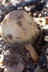 Coprinellus bipellis