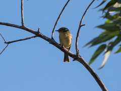 Phylloscopus canariensis