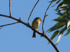 Phylloscopus canariensis