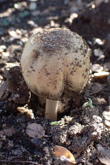 Coprinellus bipellis