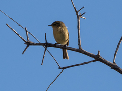 Phylloscopus canariensis