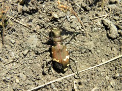 Cicindela sylvicola