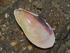 Modiolus
