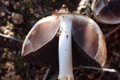 Coprinellus bipellis
