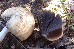 Coprinellus bipellis
