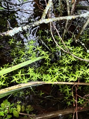 Callitriche palustris