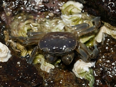 Paragrapsus quadridentatus