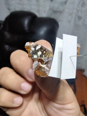 Anthanassa drusilla lelex