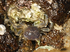 Paragrapsus quadridentatus