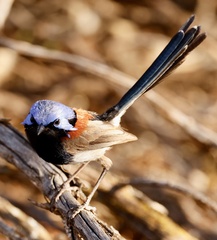 Malurus pulcherrimus