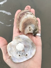 Pododesmus macrochisma