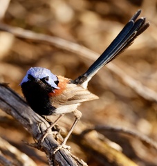 Malurus pulcherrimus