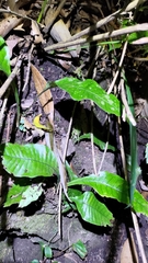 Leptochilus wrightii