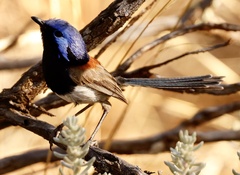 Malurus pulcherrimus