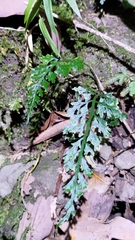 Asplenium ritoense