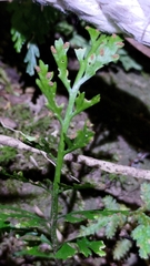 Asplenium ritoense