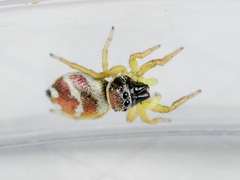Heliophanus chovdensis