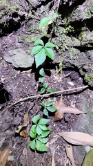 Tetrastigma obtectum