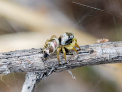 Heliophanus chovdensis