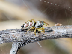 Heliophanus chovdensis