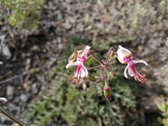 Pelargonium laxum