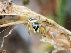 Heliophanus chovdensis