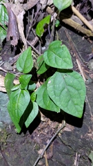 Lycianthes lysimachioides