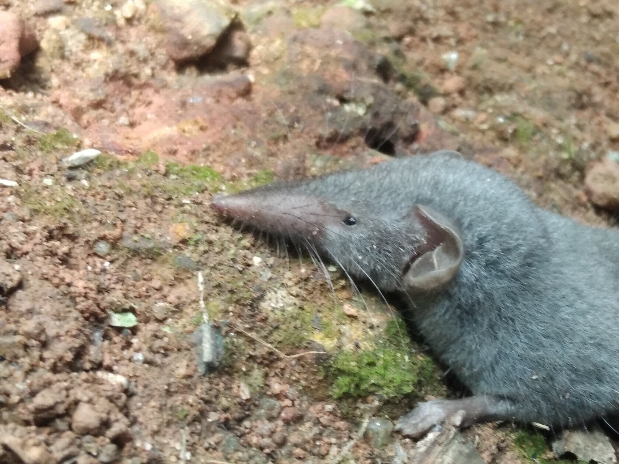 Suncus murinus (Linnaeus, 1766)