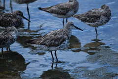 Calidris tenuirostris