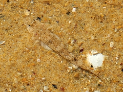 Favonigobius lateralis