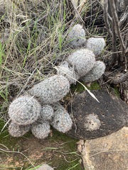 Mammillaria tetrancistra