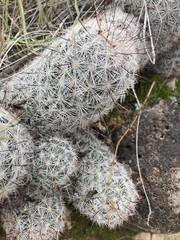 Mammillaria tetrancistra