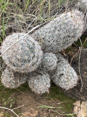 Mammillaria tetrancistra