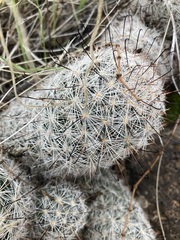 Mammillaria tetrancistra