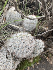 Mammillaria tetrancistra