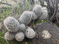 Mammillaria tetrancistra