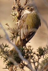 Melithreptus brevirostris