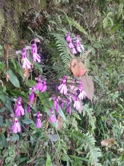Cynorkis lowiana